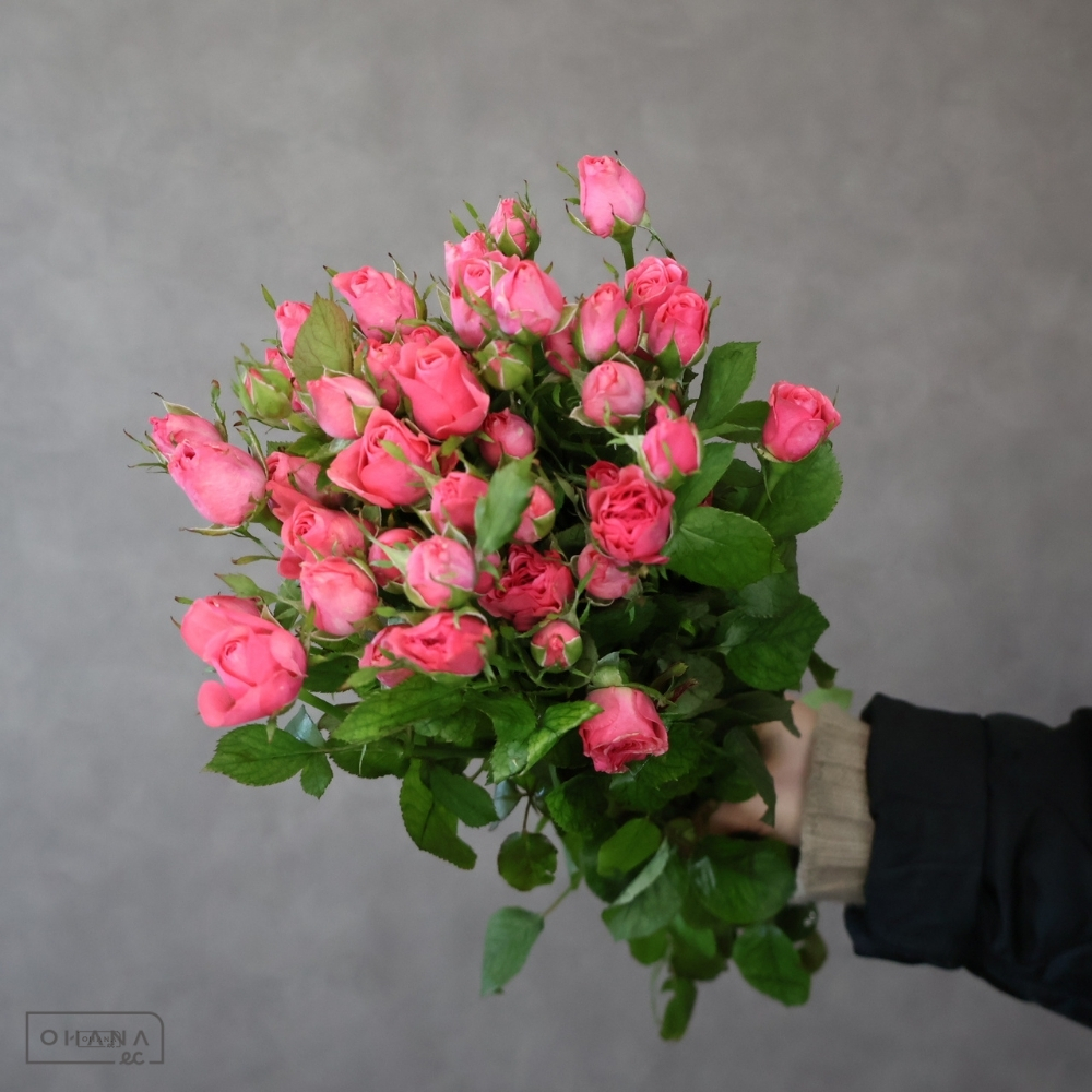 Ｓバラ　ディオン　秀 50cm