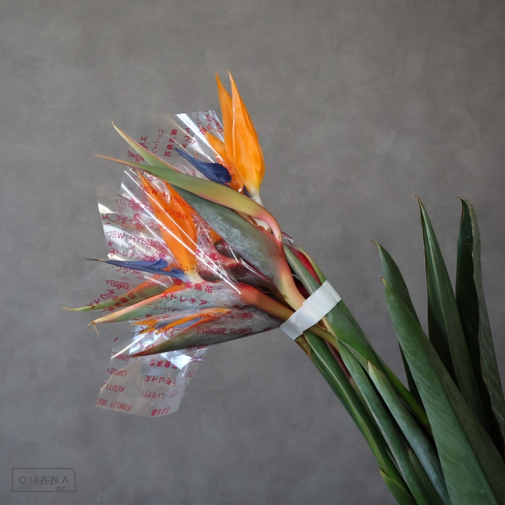 ストレチア　　　Ｍ 