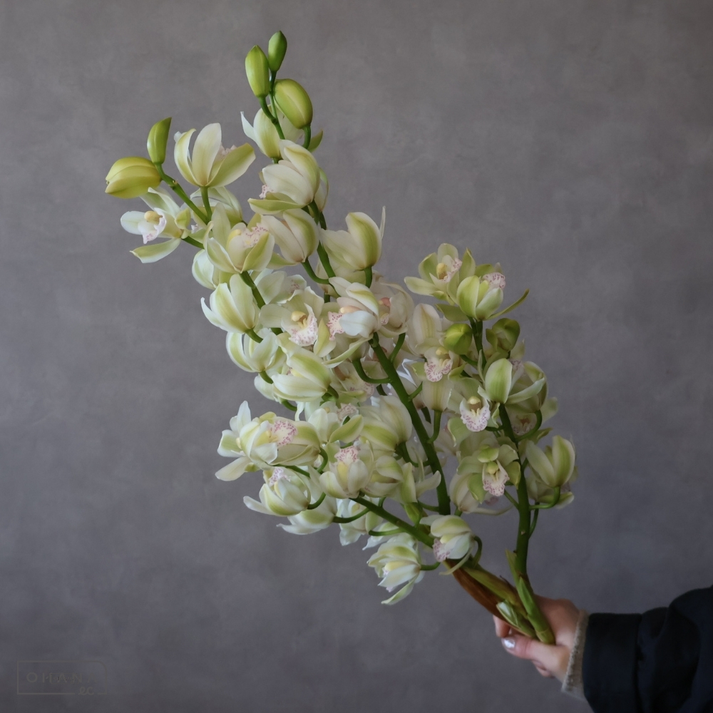 【SALE】シンビジューム　ダンサー　80-70cm 　※クレーム対象外