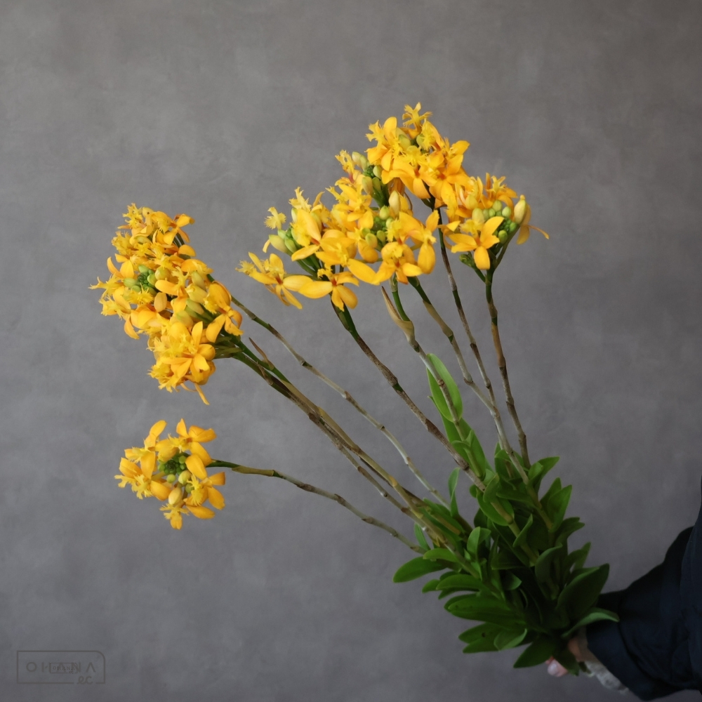 【SALE】エピデンドラム  イエロー　秀 55cm 　※クレーム対象外