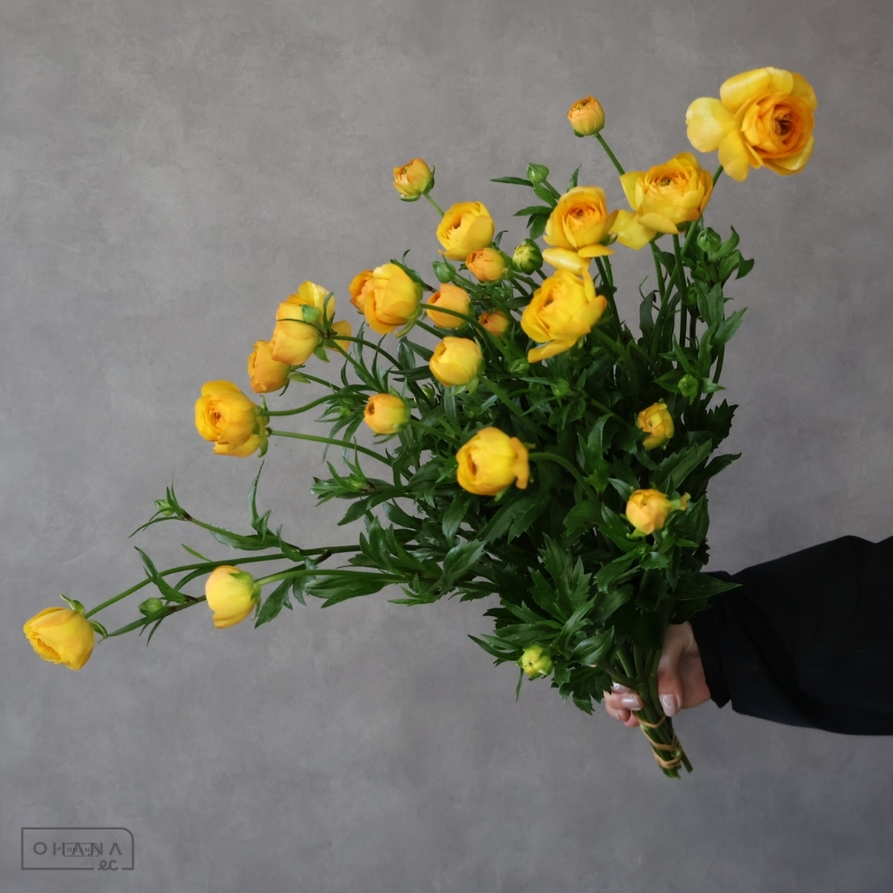 ラナンキュラス　ラックス ミネルバ　秀 40cm