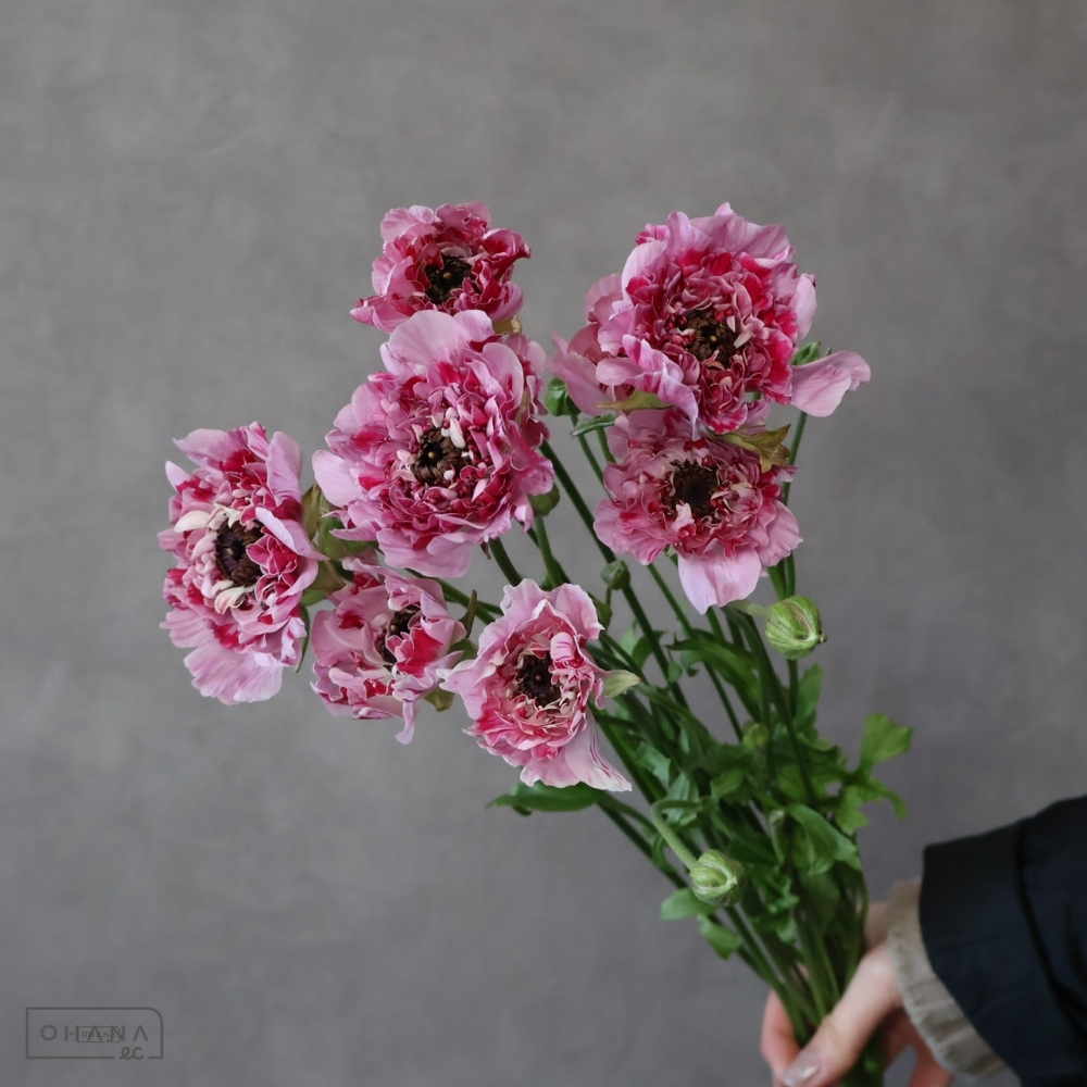 ラナンキュラス　シャルロット　2LL 