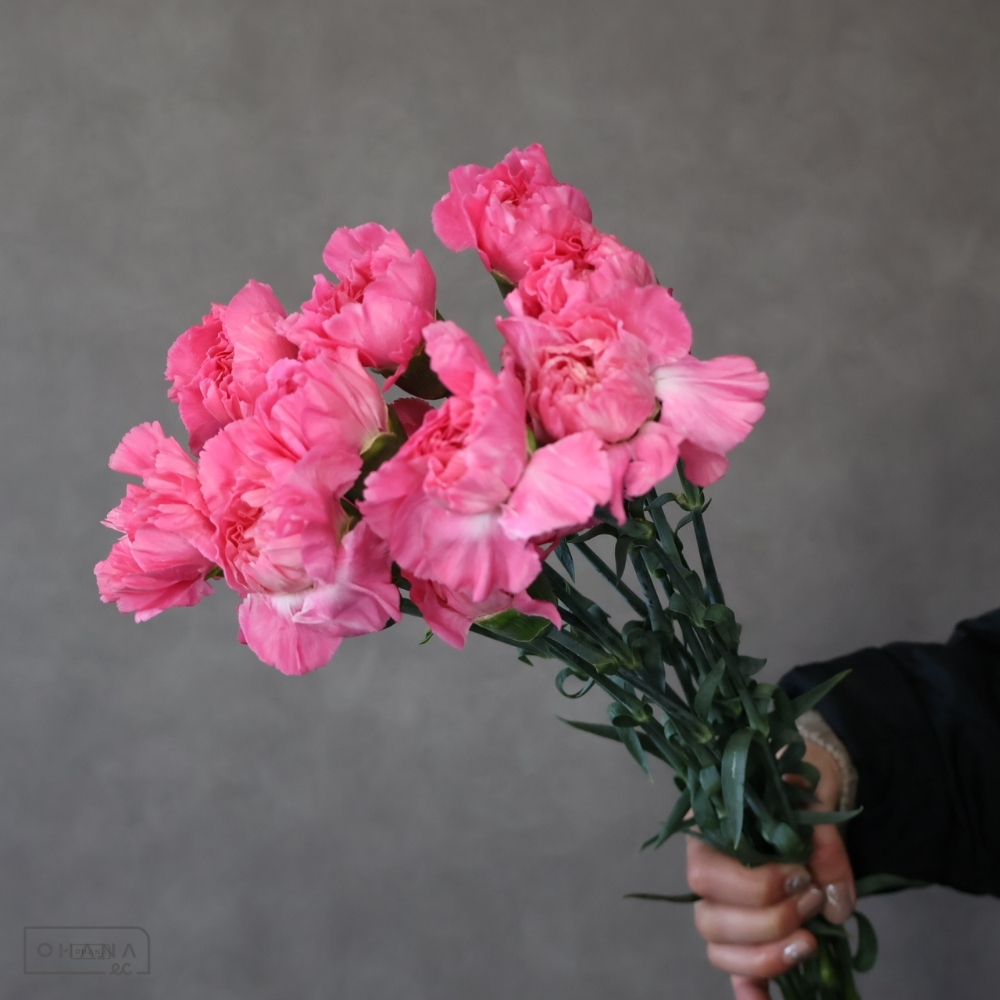 カーネピンク　フェミニンミナミ　 70cm 