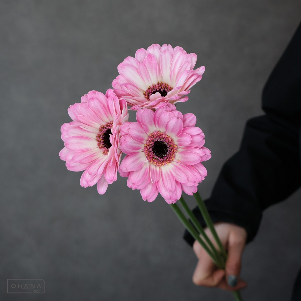 ガーベラ　ロリポップ　１級 