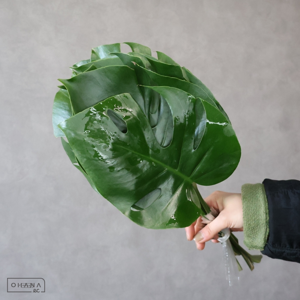 モンステラ 2S 20-15cm