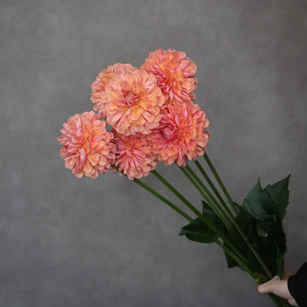 ダリア　美凪　秀優 70cm 