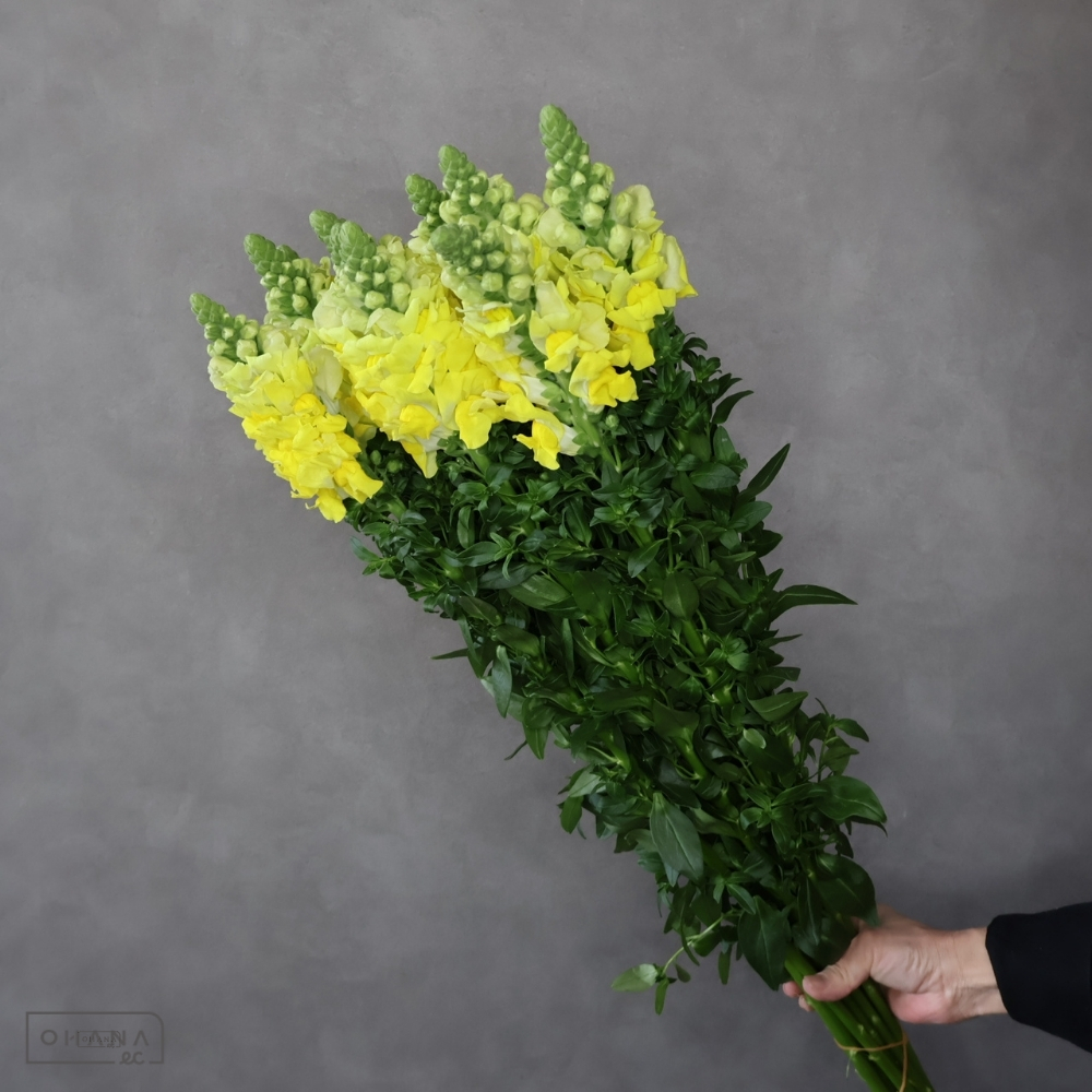 金魚草　レジエイエロー　 75cm 