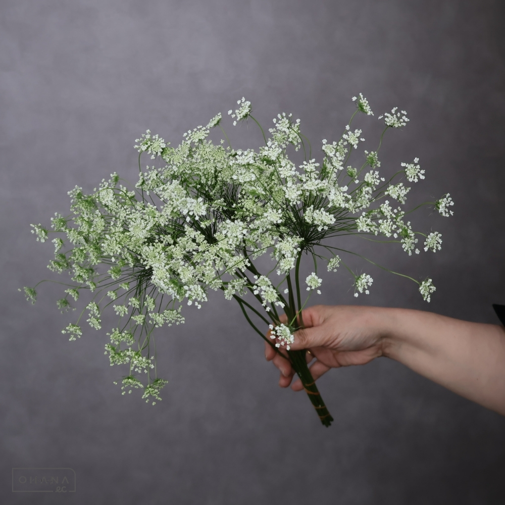 レースフラワー　ハナレース 秀 30cm 