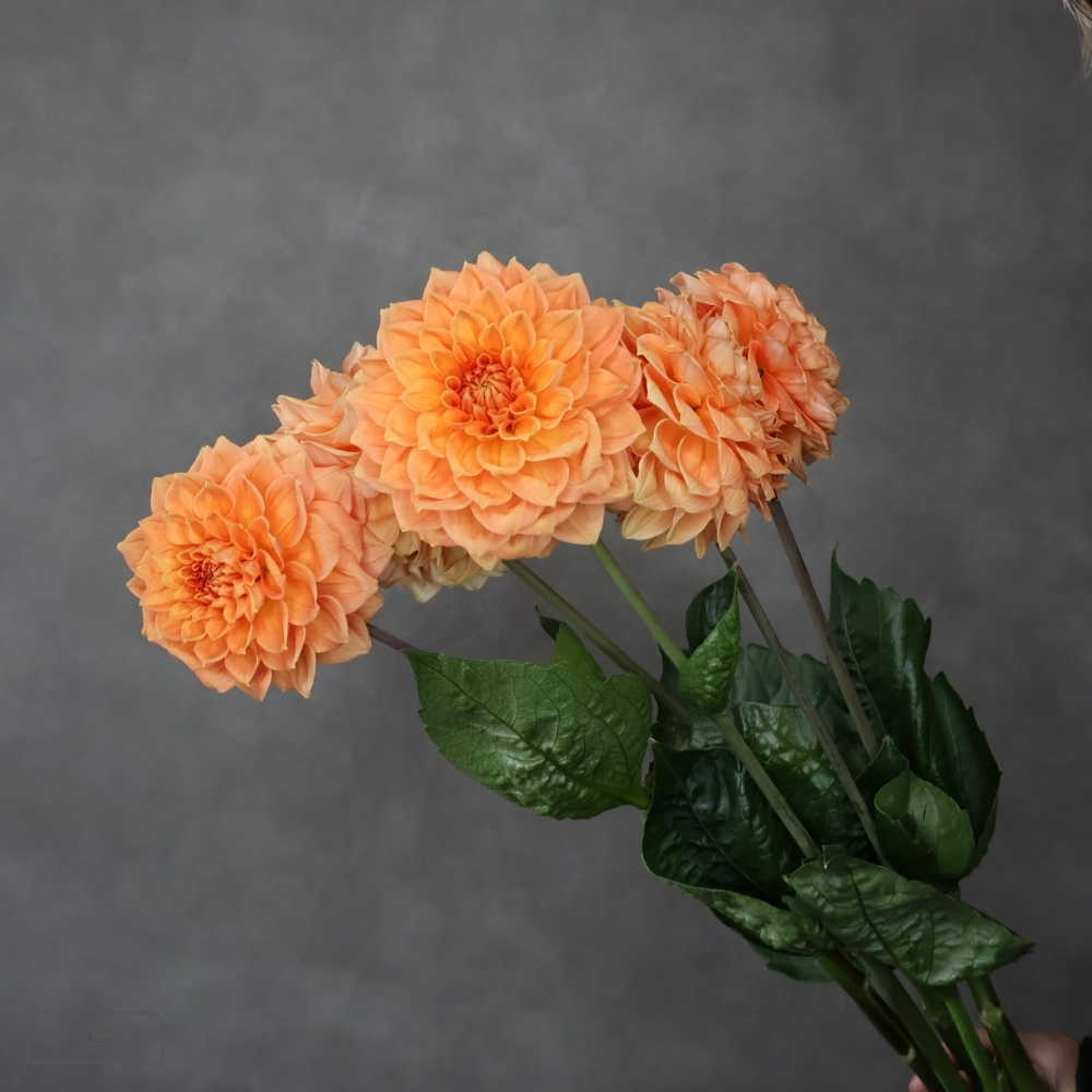 ダリアオレンジ　ハミルトンジュニア　B 60cm 