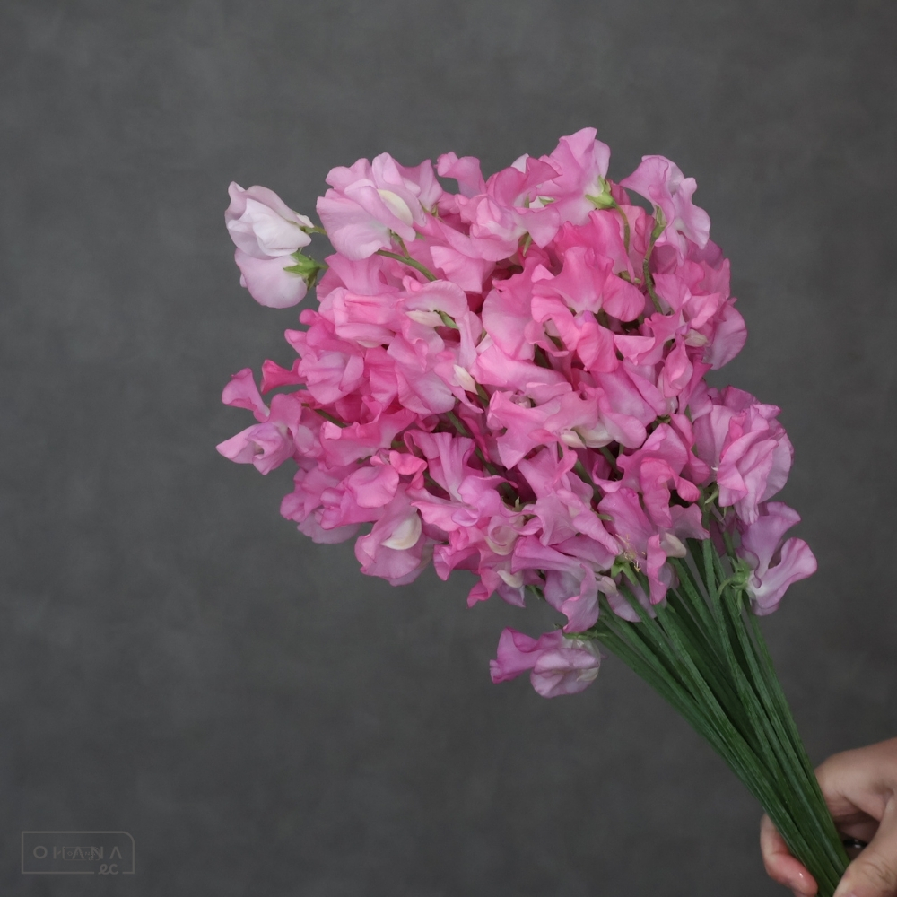 スイトピーピンク　シェイラ　L 4輪  ※25本束