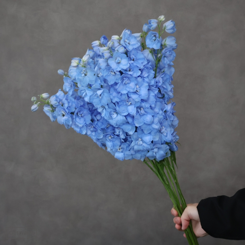 デルフィジャイアント青　マーキュリー　秀 60cm 