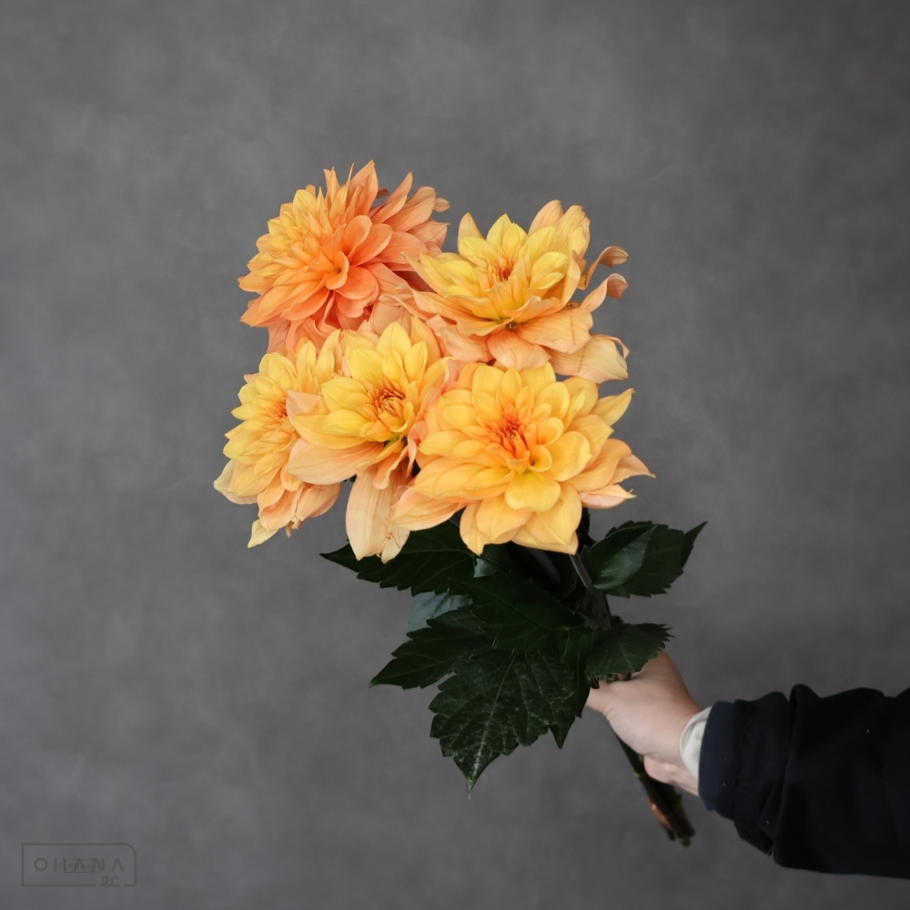 ダリアオレンジ　オレンジデイズ　秀 70cm 