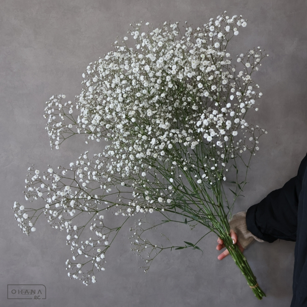 カスミソウ　ピュアホワイト　特M 