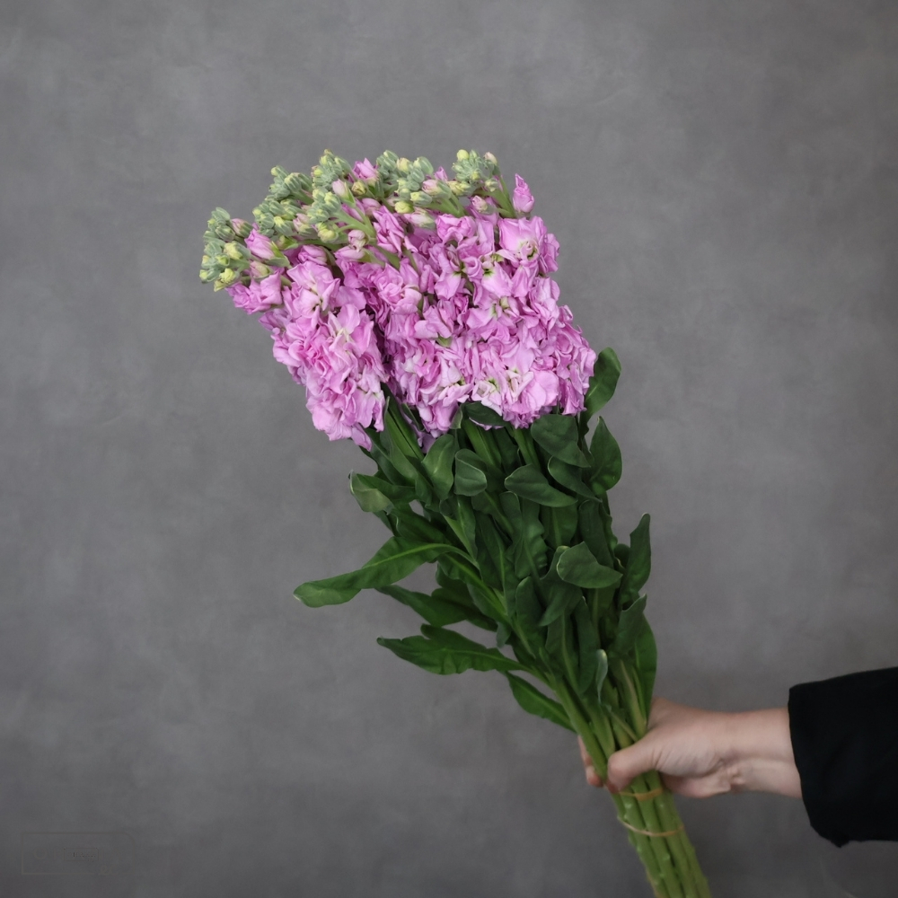 ストック　ピンクアイアン　 