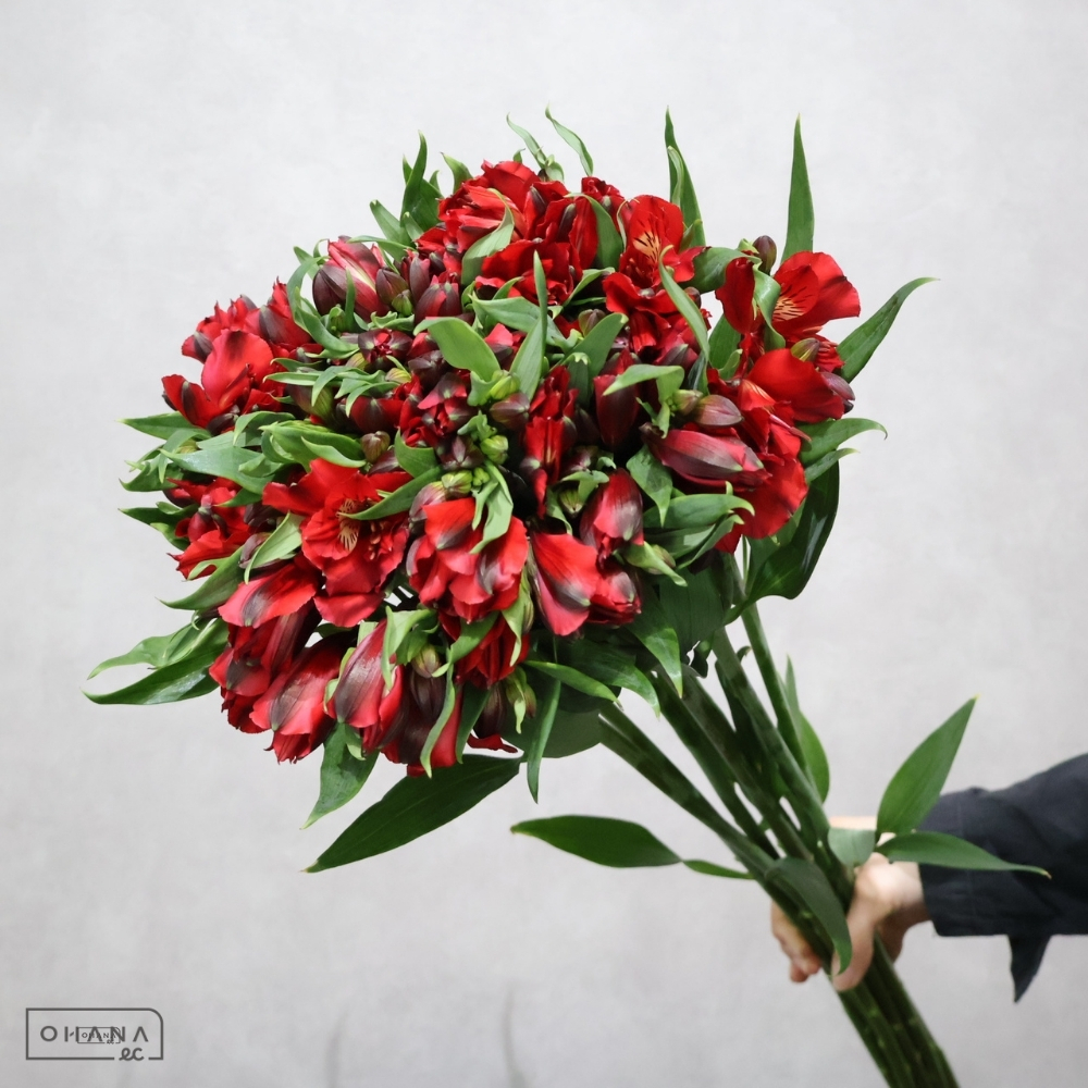 アルストロメリア　ルージュ　Ａ ２Ｌ 80cm