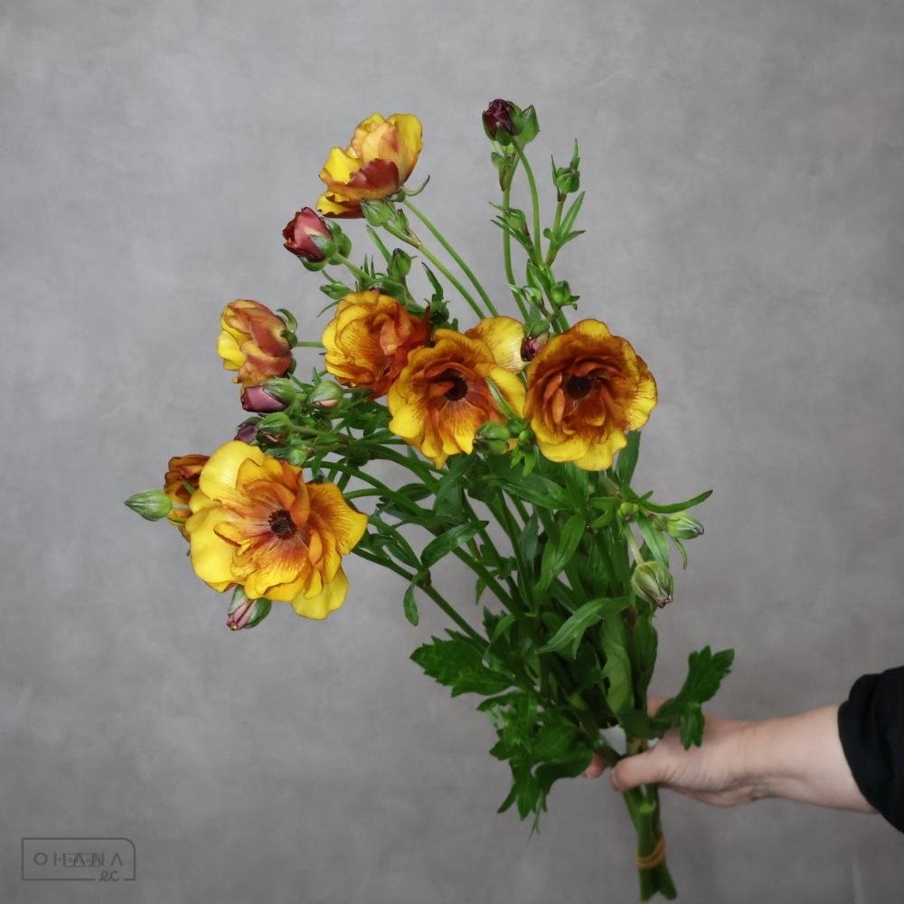 ラナンキュラス　ラックス サティロス　秀 50cm