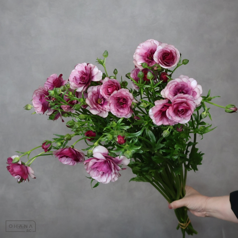 ラナンキュラス　ラックス ティーバー　秀 50cm