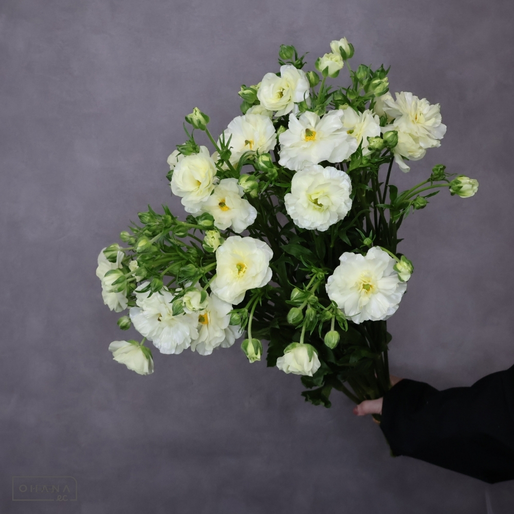 ラナンキュラス　ラックス グレーシス 秀 40cm