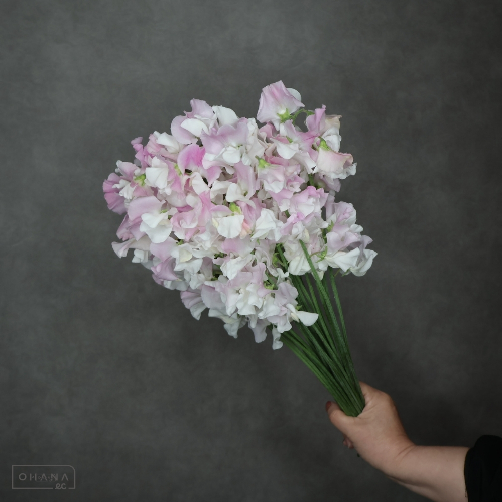 【SALE】スイトピー　春夢 L 4輪 　※クレーム対象外