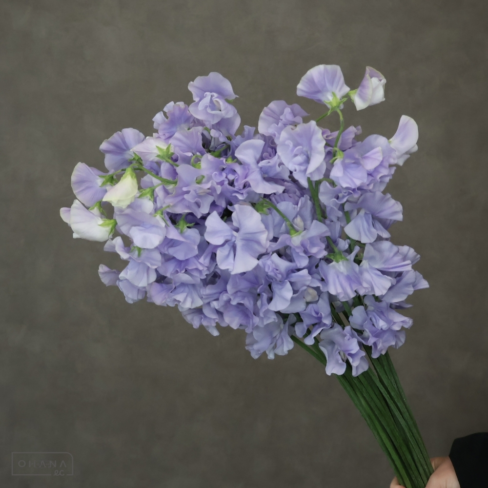 スイトピー紫　ムジカラベンダー　L 4輪 