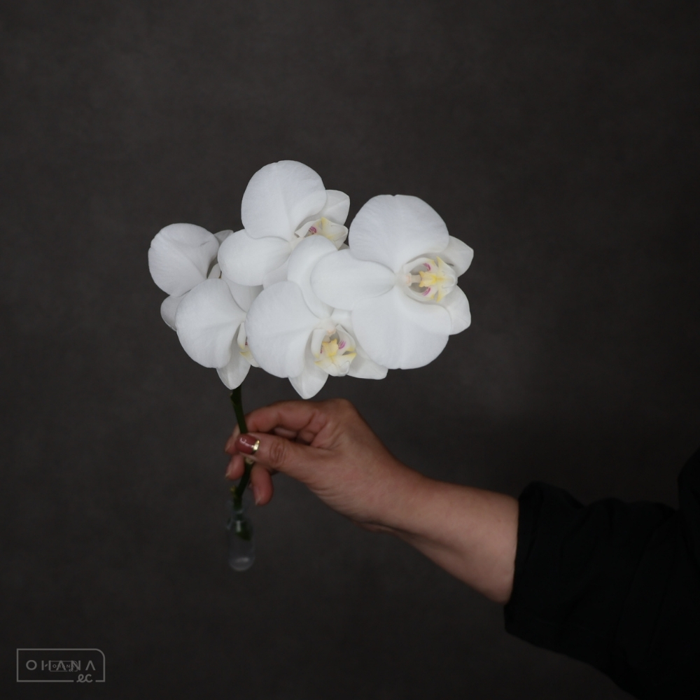 【SALE】ミディコチョウラン　アマビリス　秀　※クレーム対象外