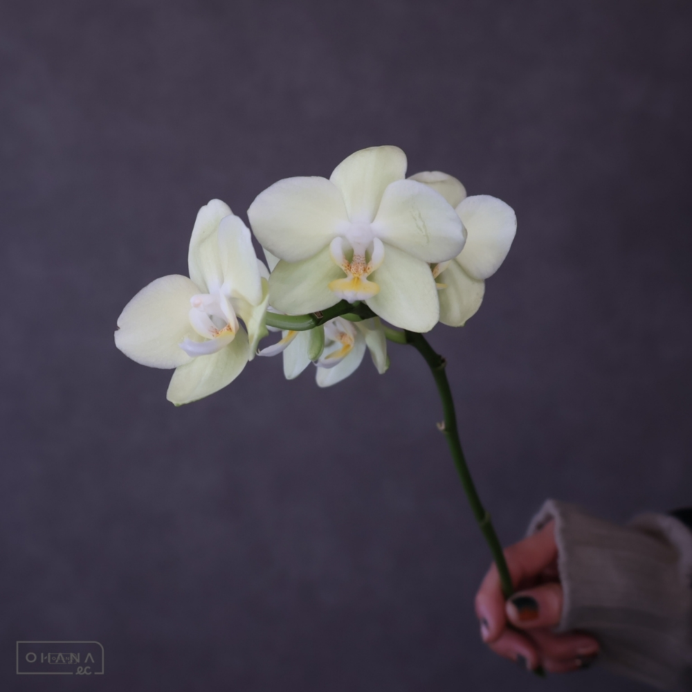 ミディコチョウラン　リトルゴールド　秀 