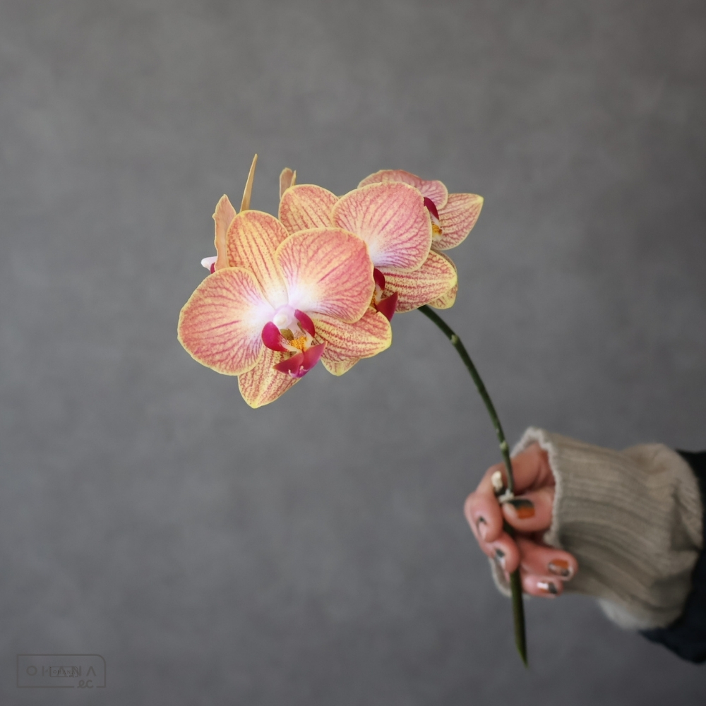 【SALE】ミディコチョウラン　エマ　秀　※クレーム対象外