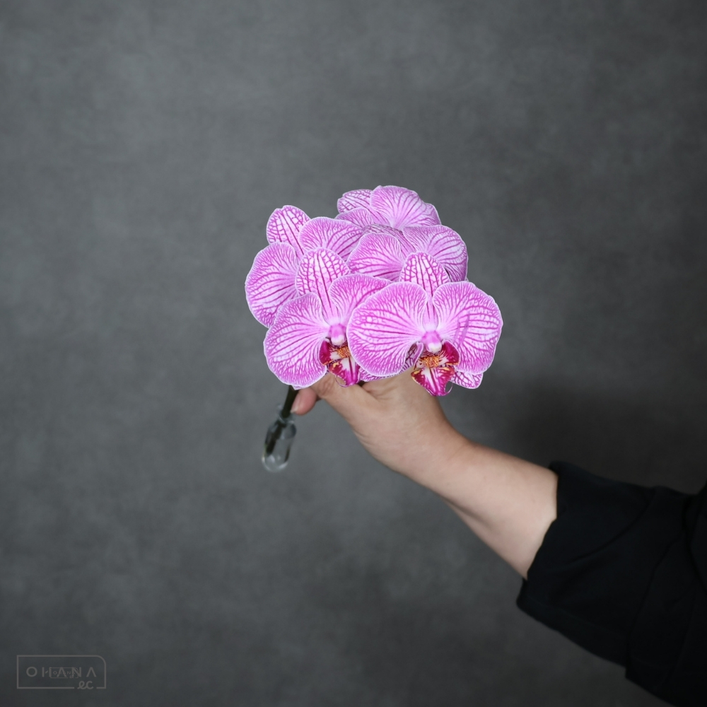 コチョーラン　ヒルダ　秀