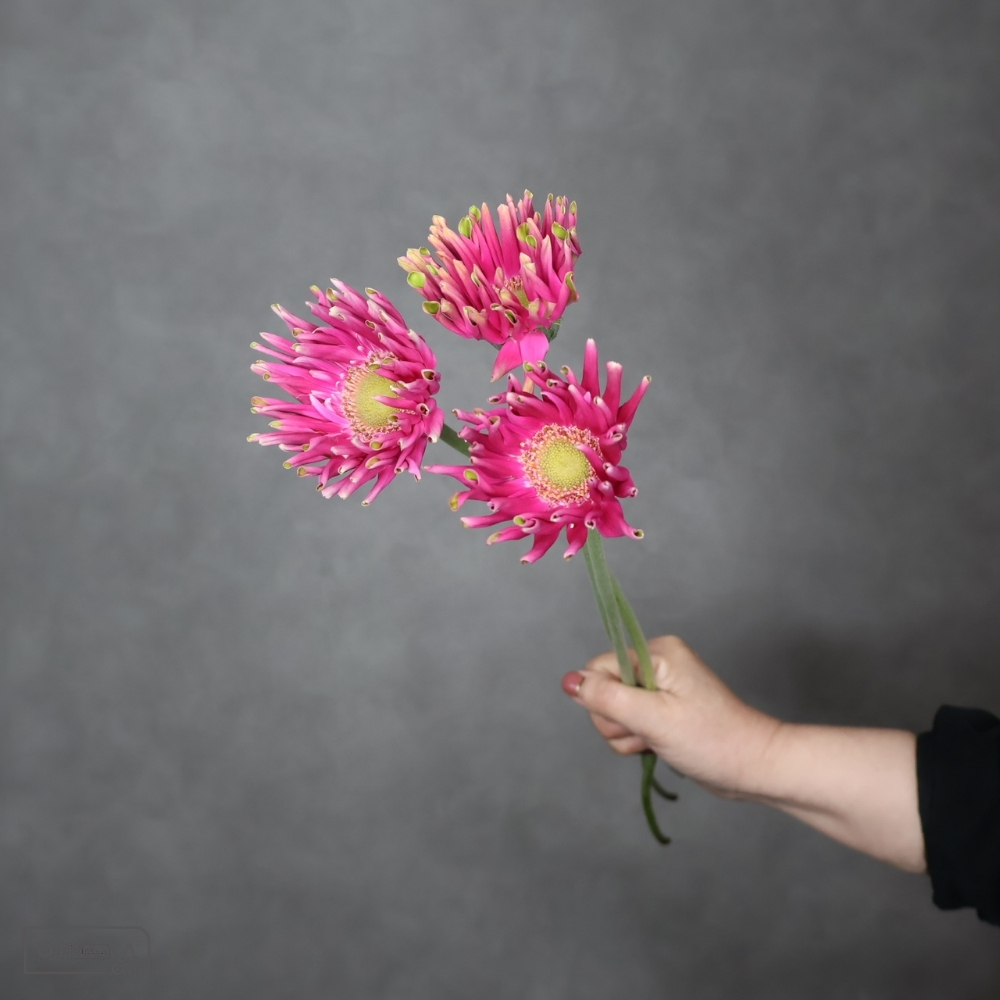 ガーベラ　パスティーニミラッツォ ※5本束　１級 