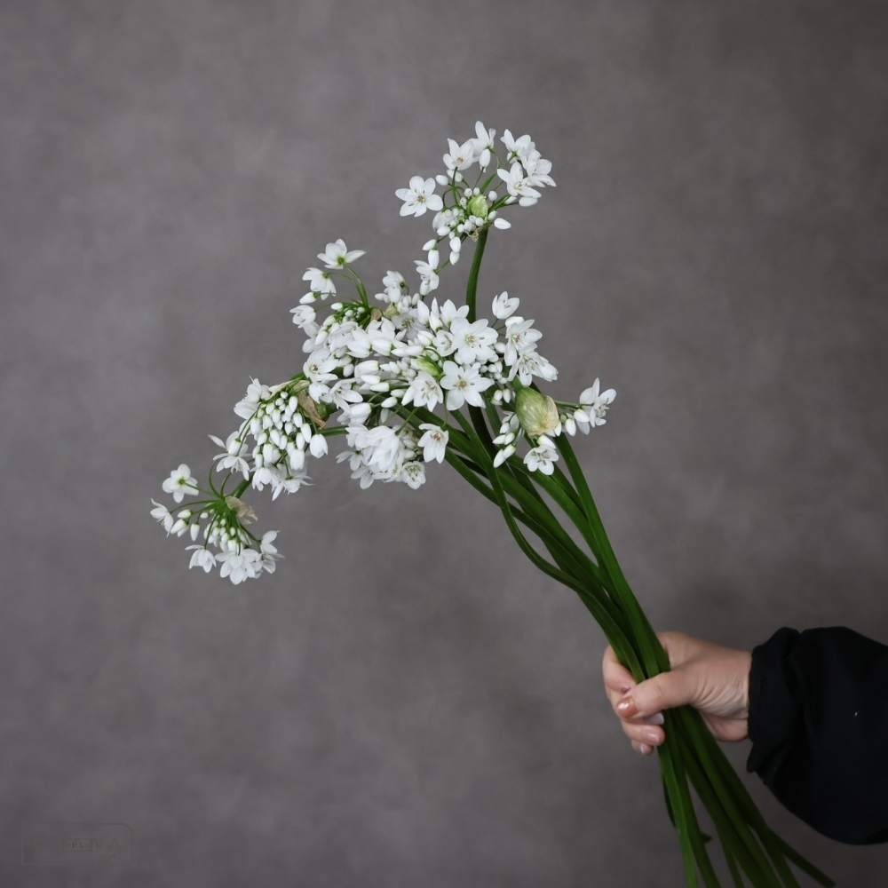 アリアム　コワニー Ｌ 