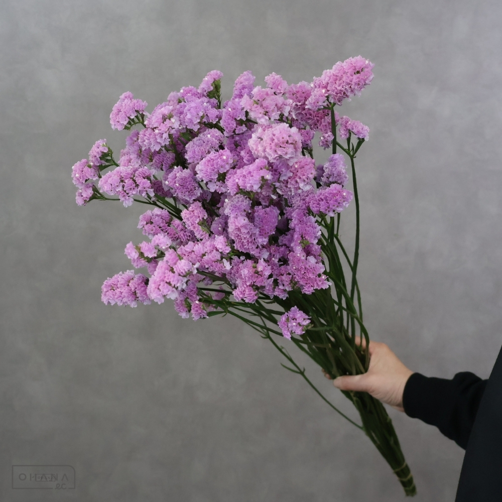 スターチス紫　ビンテージグレープ　 75cm 