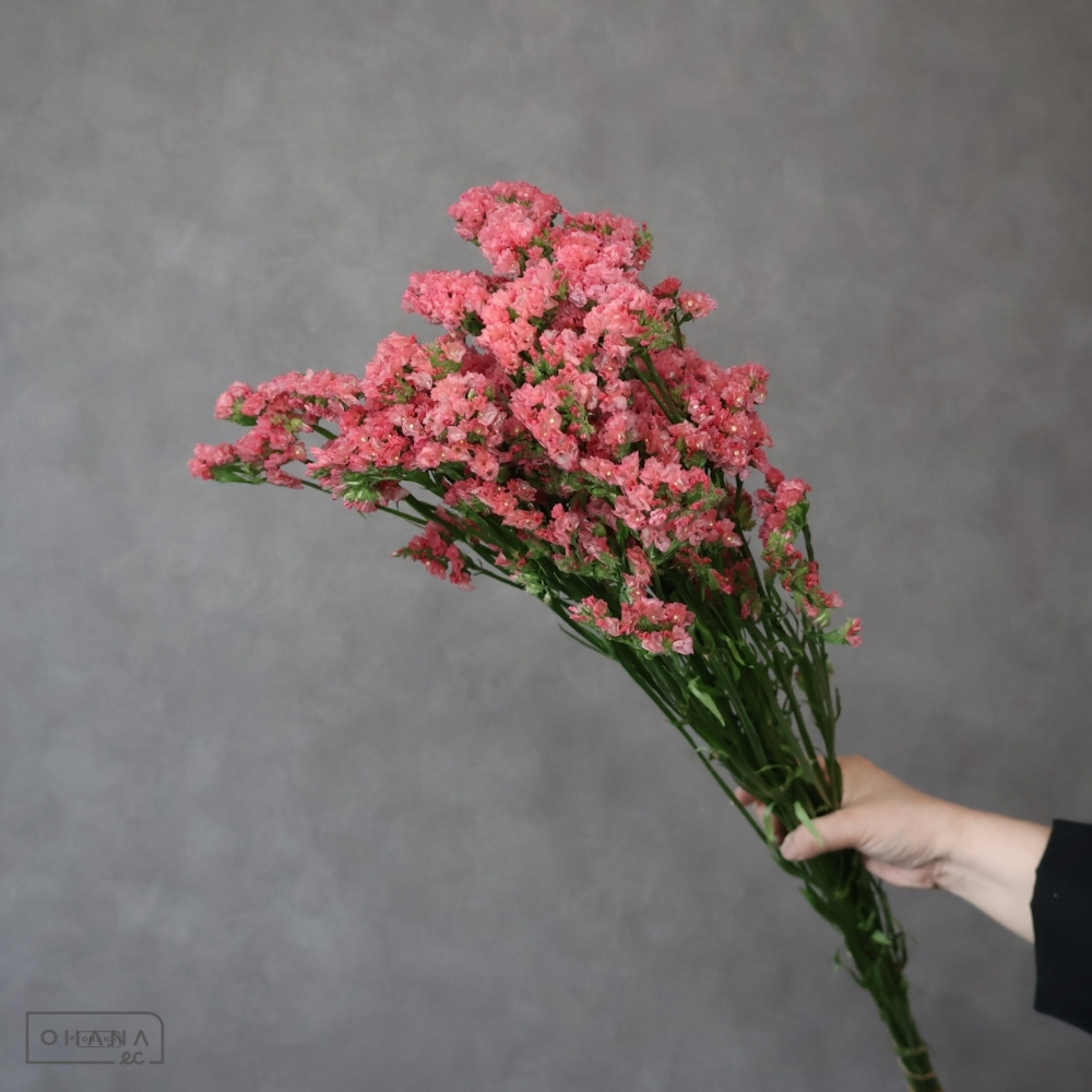 スターチスオレンジ　グローリアオレンジ　2L 