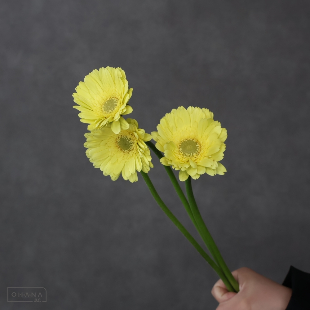 ガーベラ　レモンライム　L  ※24本束