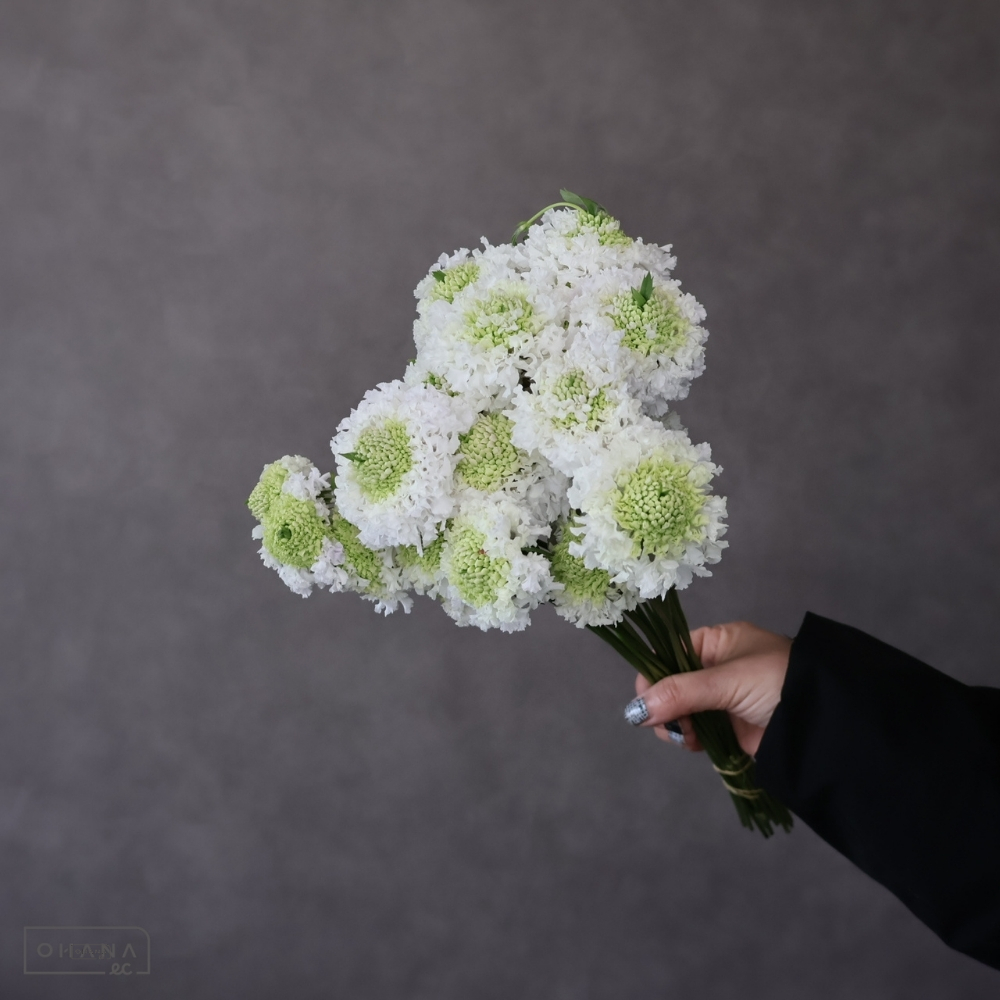 スカピオサ　フリフリスイ　秀 25cm