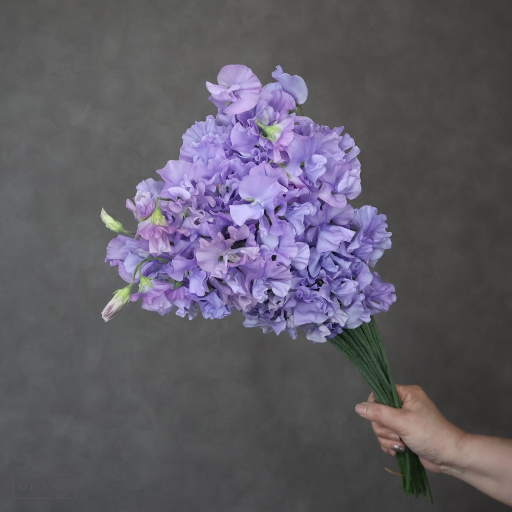 【SALE】スイトピー　トトロソフトグレース　2L 4輪 　※クレーム対象外