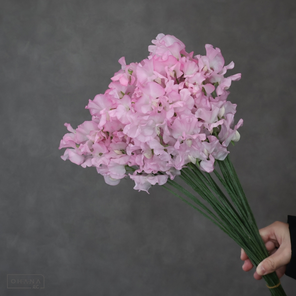 スイトピーピンク　エンジェル　2L 4輪 