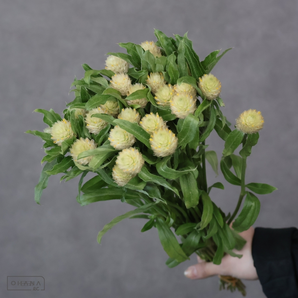 センニチコウ白　グリム　 40cm 