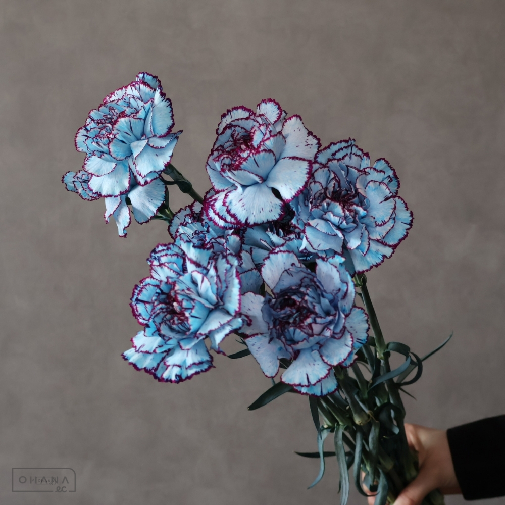 カーネーション　オトナブルー　 70cm