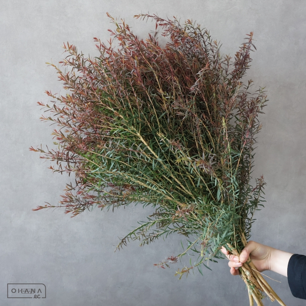 メラレウカマウンテンファイヤ　秀 80cm