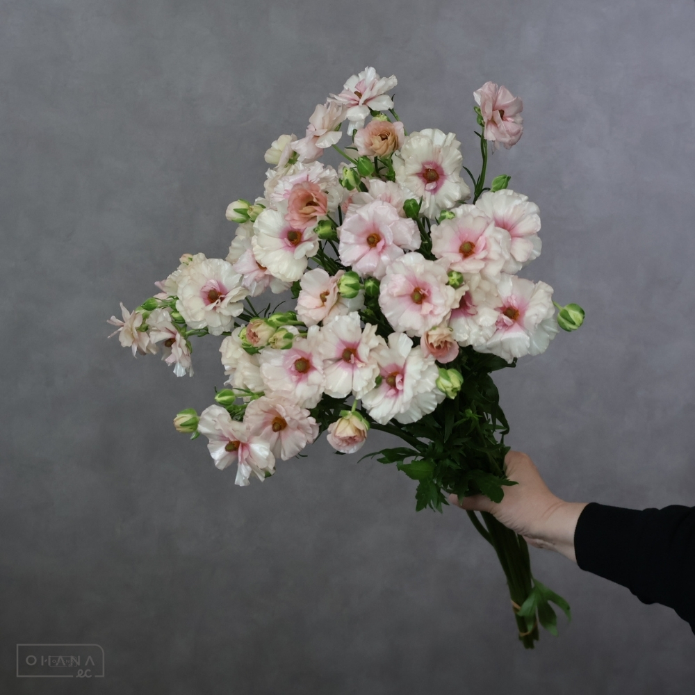 ラナンキュラスピンク　ラックス　アリアドネ　秀 40cm 