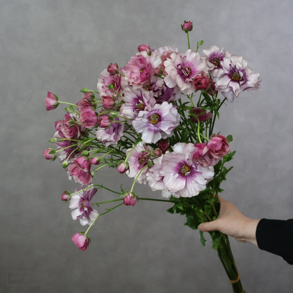 ラナンキュラス　ラックス　ティーバ 秀 50cm