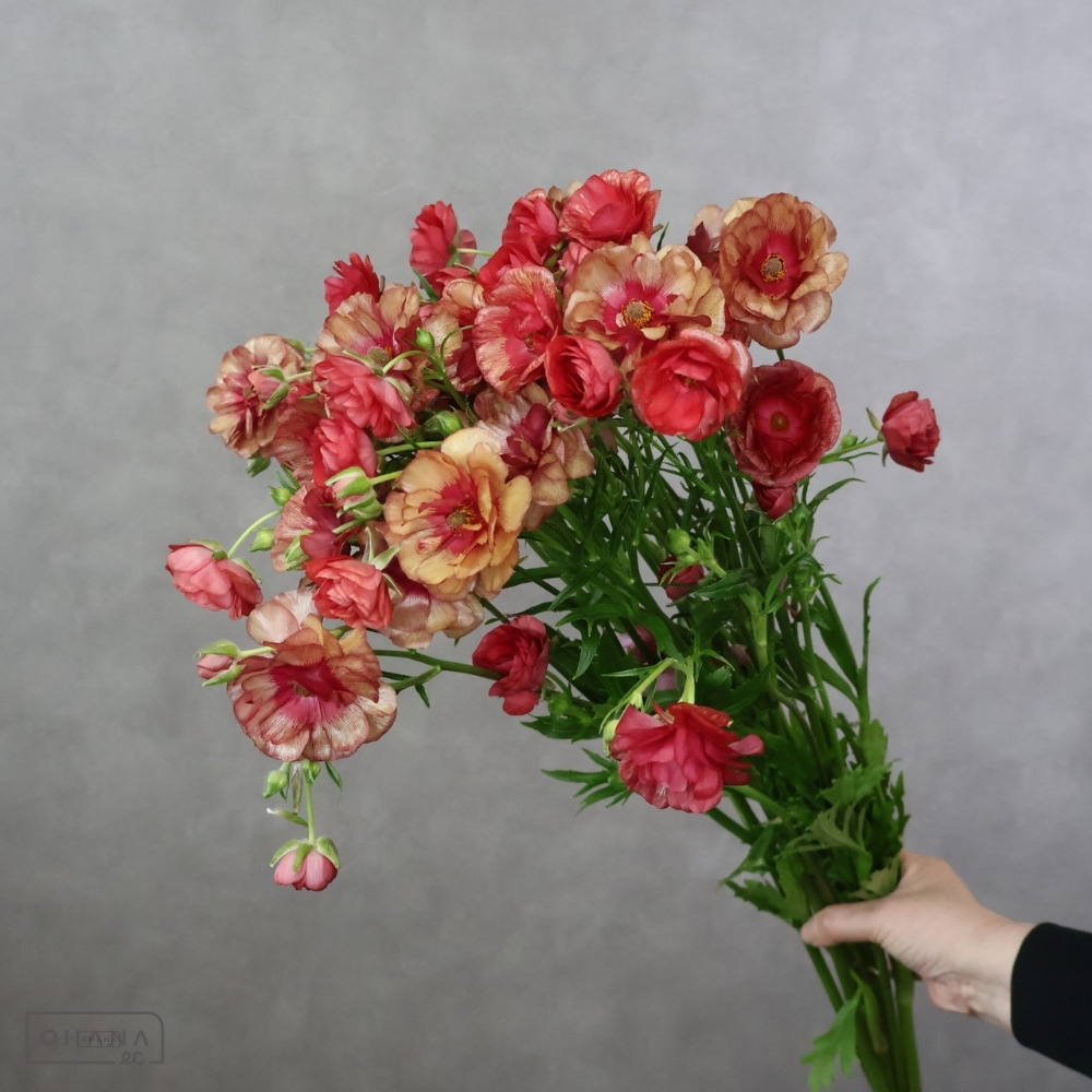 ラナンキュラス赤　ラックス　ムーサ 秀 50-40 