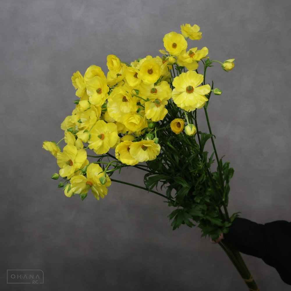 ラナンキュラス　ラックス ピュタロス 秀 50cm