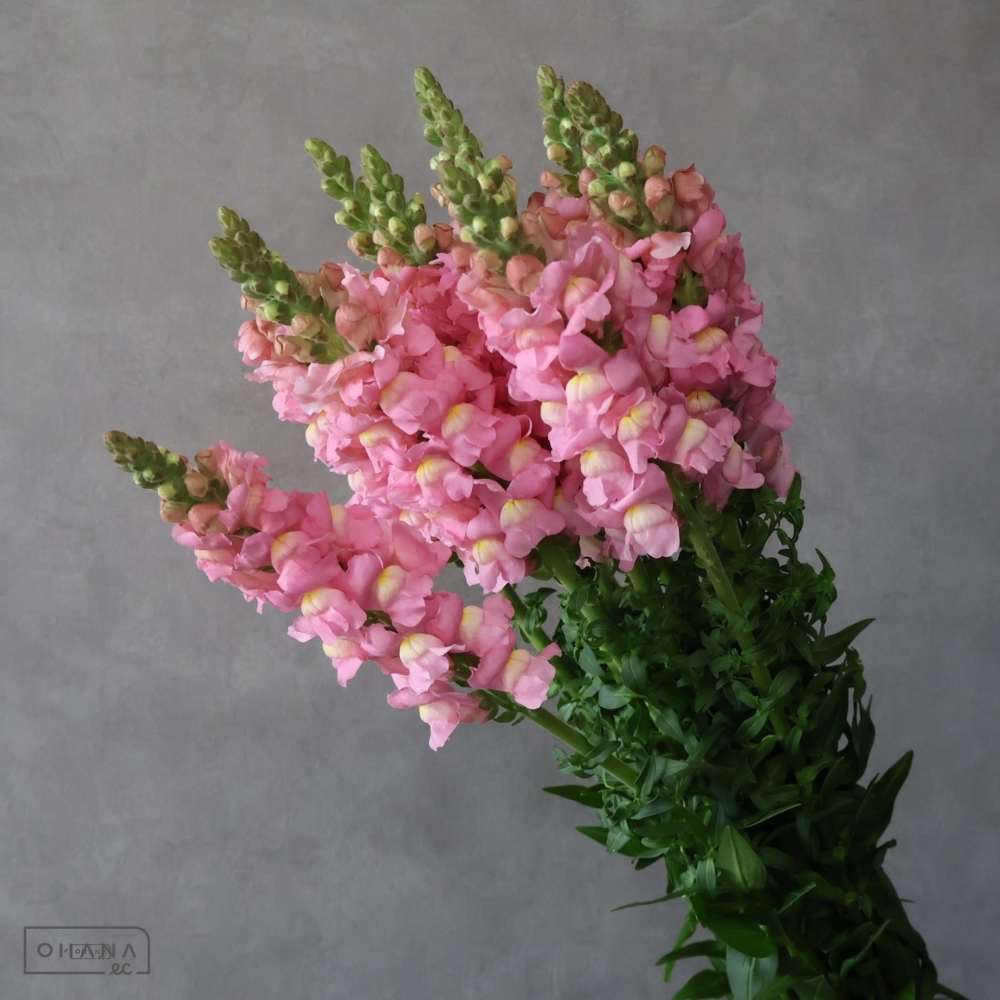 金魚草　カンヌピンク　秀 80cm