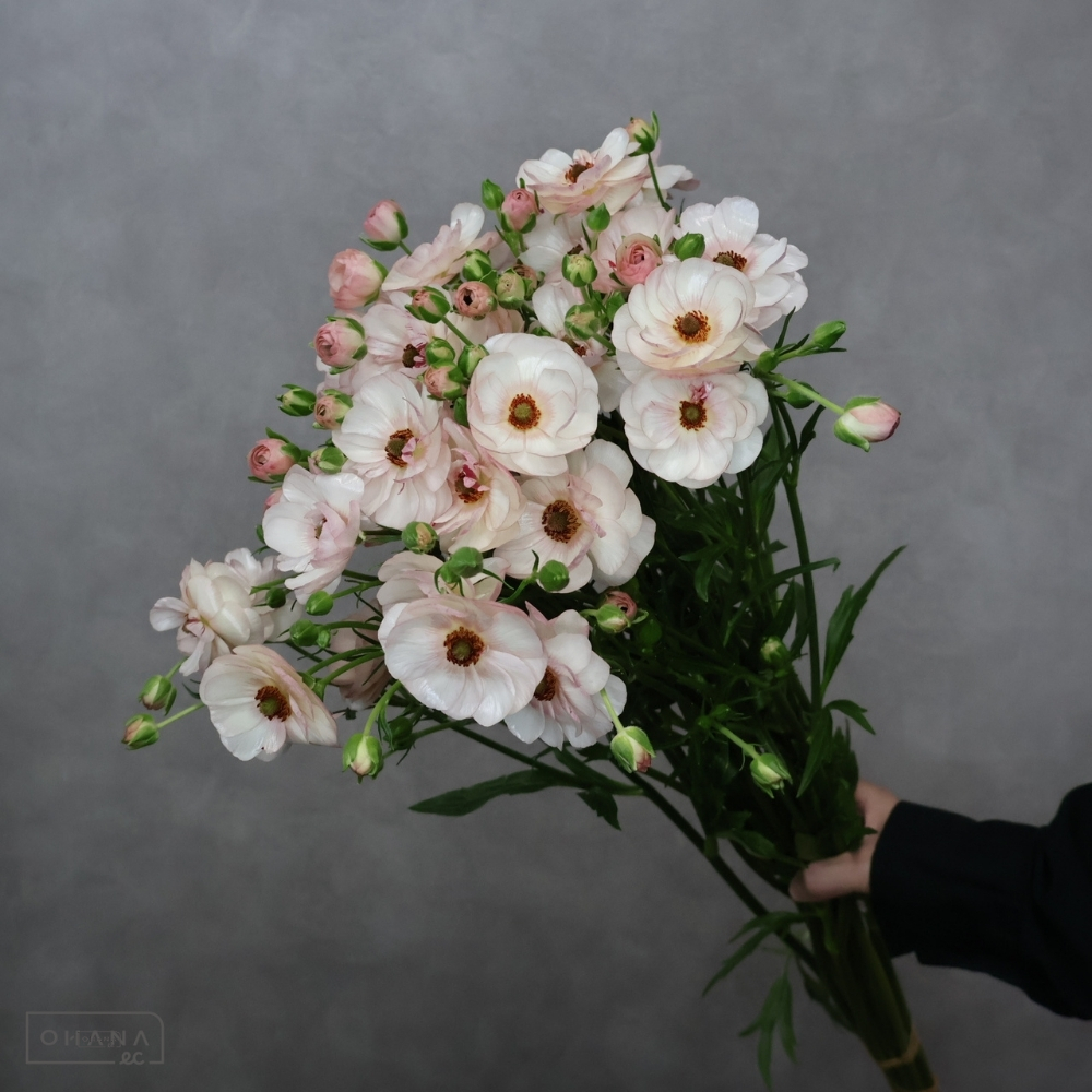 ラナンキュラス　ラックス ヴィーナス 秀 50cm※6本束