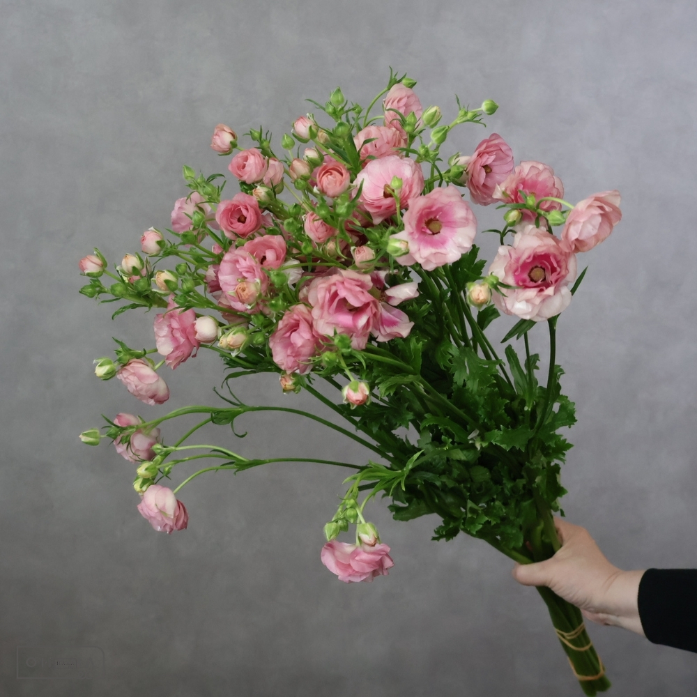 ラナンキュラスピンク　ラックス　ヘラ　秀 60cm 