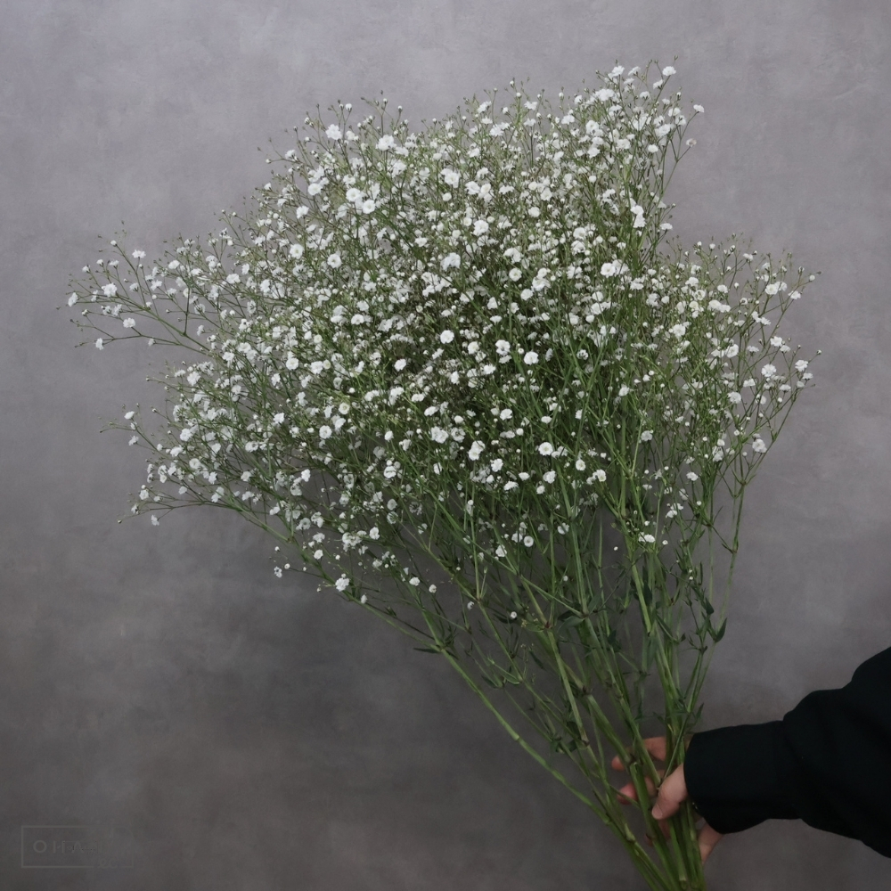 宿根カスミ草　スターマイン　秀 80cm