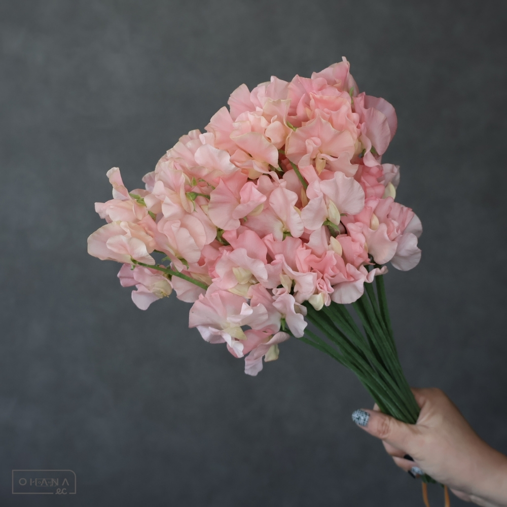 スイートピー　ハレノヒ 　秀 ４Ｐ 45cm