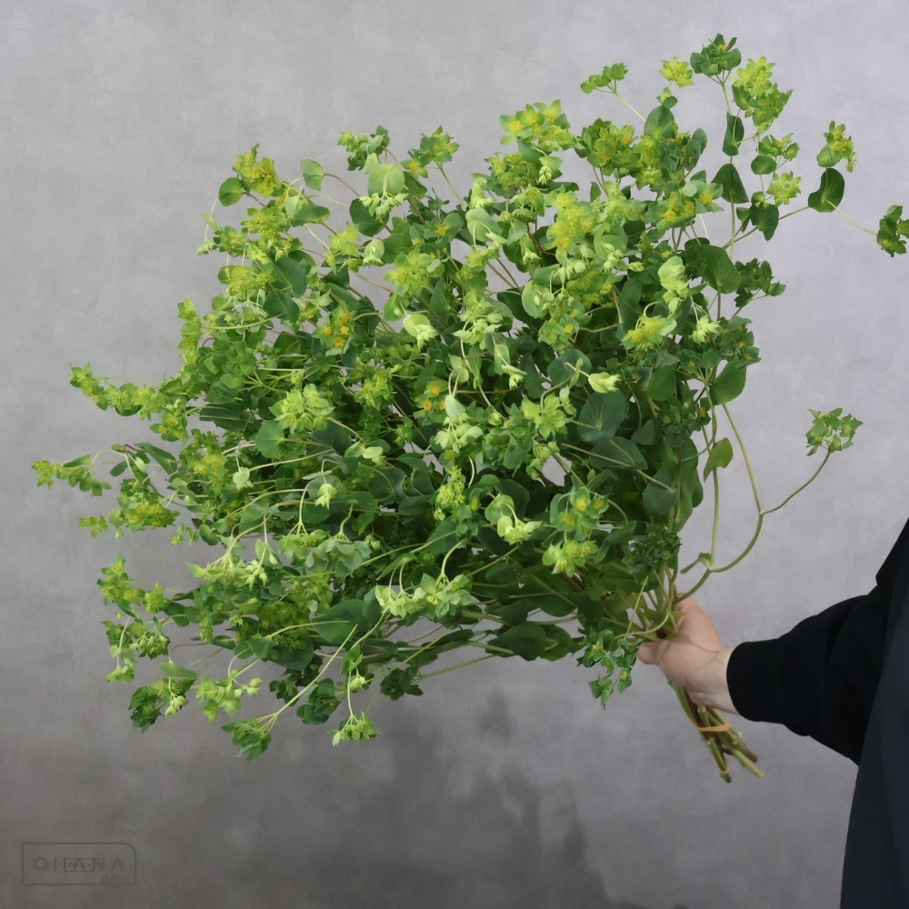 【SALE】　ブプレリューム　秀 50cm 　※クレーム対象外