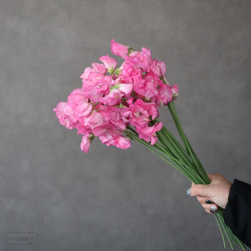 スイトピー　サクラ　L 4輪 